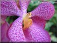 flowers picture