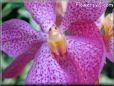 orchid picture