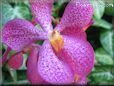 orchid picture