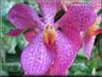 flower picture