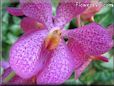 orchids pictures