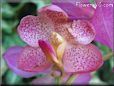 flower picture
