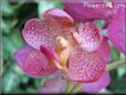 orchid flower picture