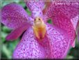 orchid pictures