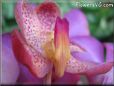 orchid picture