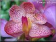 orchid picture