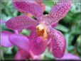 flower picture