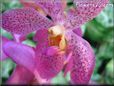 flower pictures