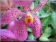 orchids pictures