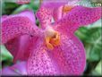 orchid pictures