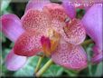 flower picture