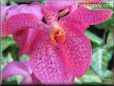 orchid picture