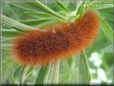fuzzy caterpillar picture