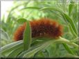 hairy caterpillar picture
