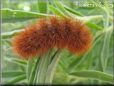 hairy caterpillar picture