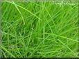 lawn picture