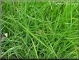 lawn picture