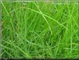 grass pictures