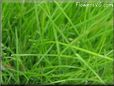 lawn picture