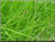 grass picture
