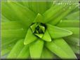 lily leaf picture