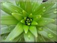 lily leaf picture