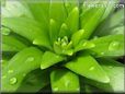 lily leaf picture