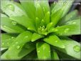 lily leaf picture