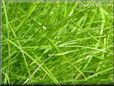 lawn pictures