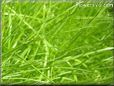 grass picture