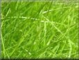lawn picture