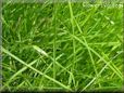 grass picture
