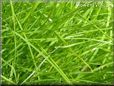 lawn picture