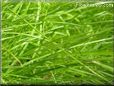 grass pictures