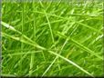 lawn picture
