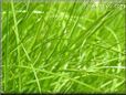grass picture