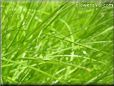 lawn pictures