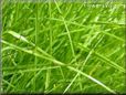 lawn pictures