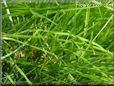lawn pictures