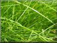 grass picture