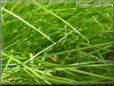 grass picture
