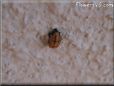 lady bug pupa picture