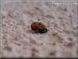 ladybug pupa picture