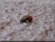 lady bug pupa picture