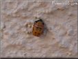 ladybug pupa picture