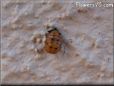 ladybug pupa picture