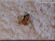 lady bug pupa picture