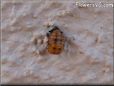 ladybug pupa picture