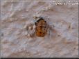 ladybug pupa picture
