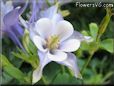 columbine picture